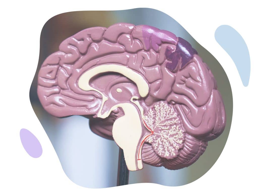 The brain is responsible for processing intense emotions.