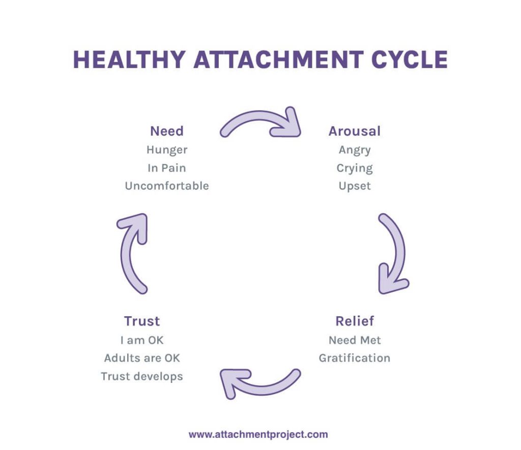 healthy attachment cycle - seen in children with secure attachment